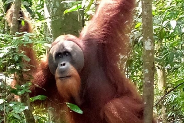 galeri - sumatra orangutan tour (49)
